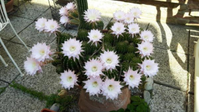 Il Giardino Roccioso